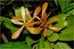 Ancistrocladus heyneanus